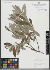Foto von Salix salviifolia Brot.